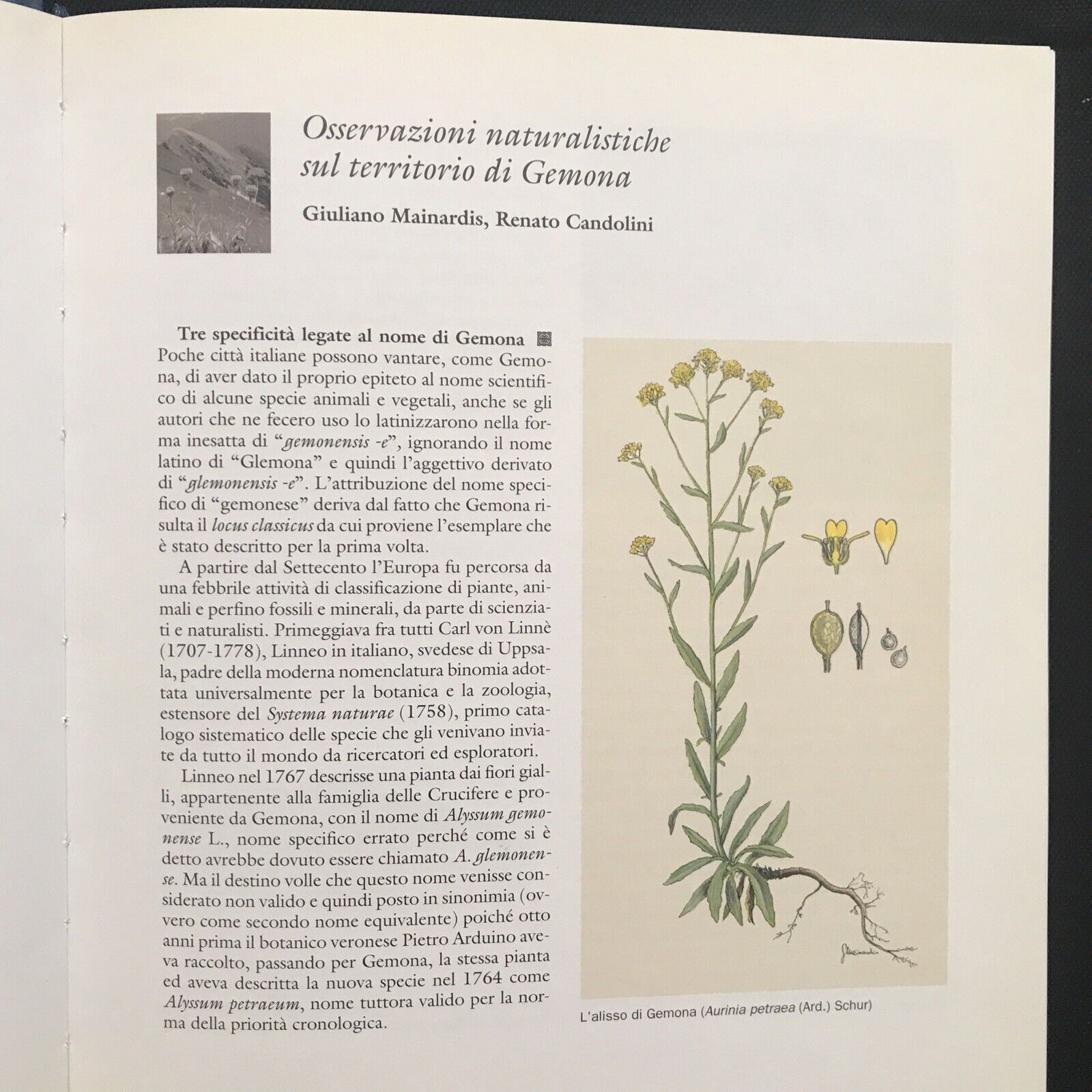 GLEMONE, Enos Costantini, GEMONA DEL FRIULI storia territorio