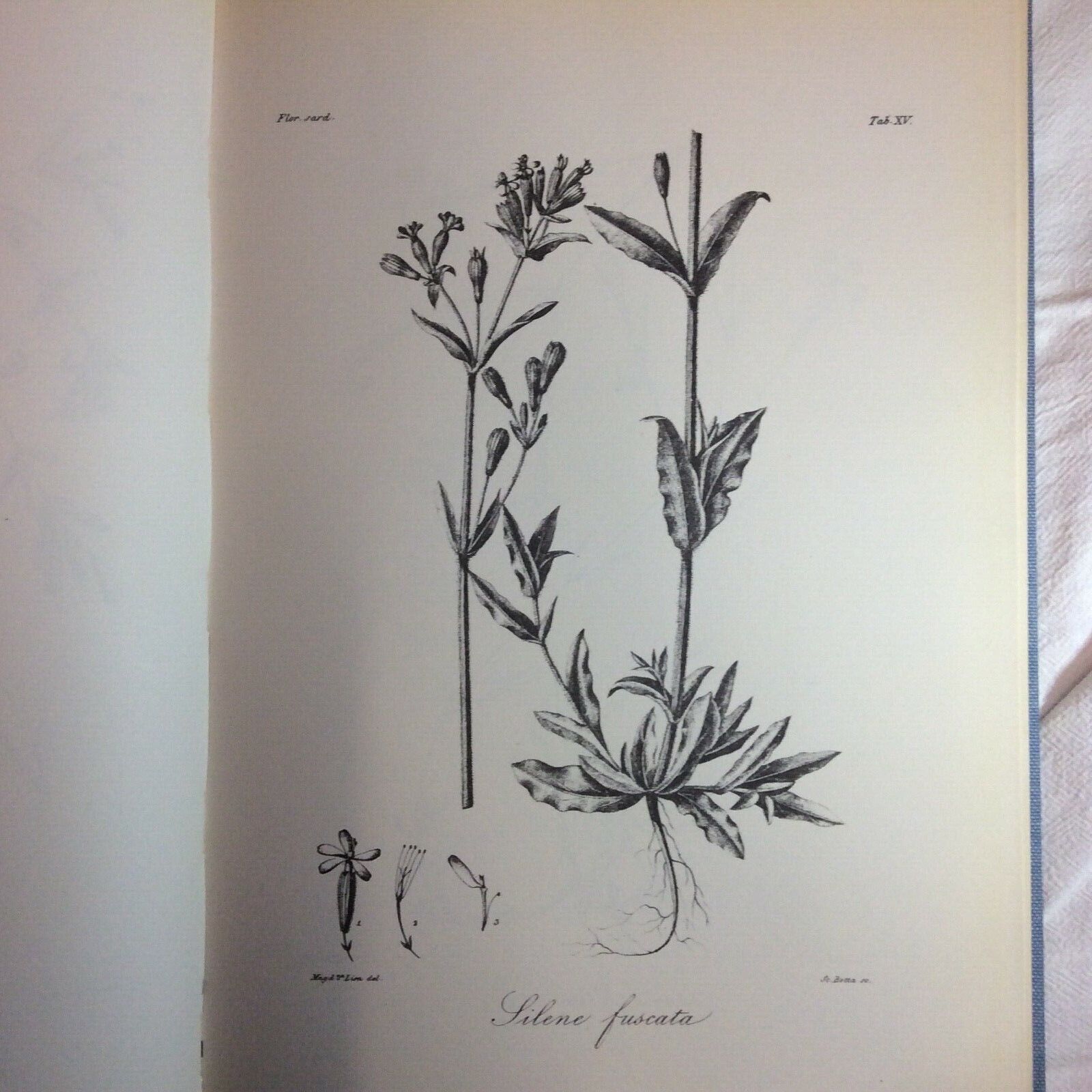 FLORA SARDOA SEU HISTORIA PLANTARUM, JOSEPHO HYACINTHO MORIS, ANASTATICA FORNI