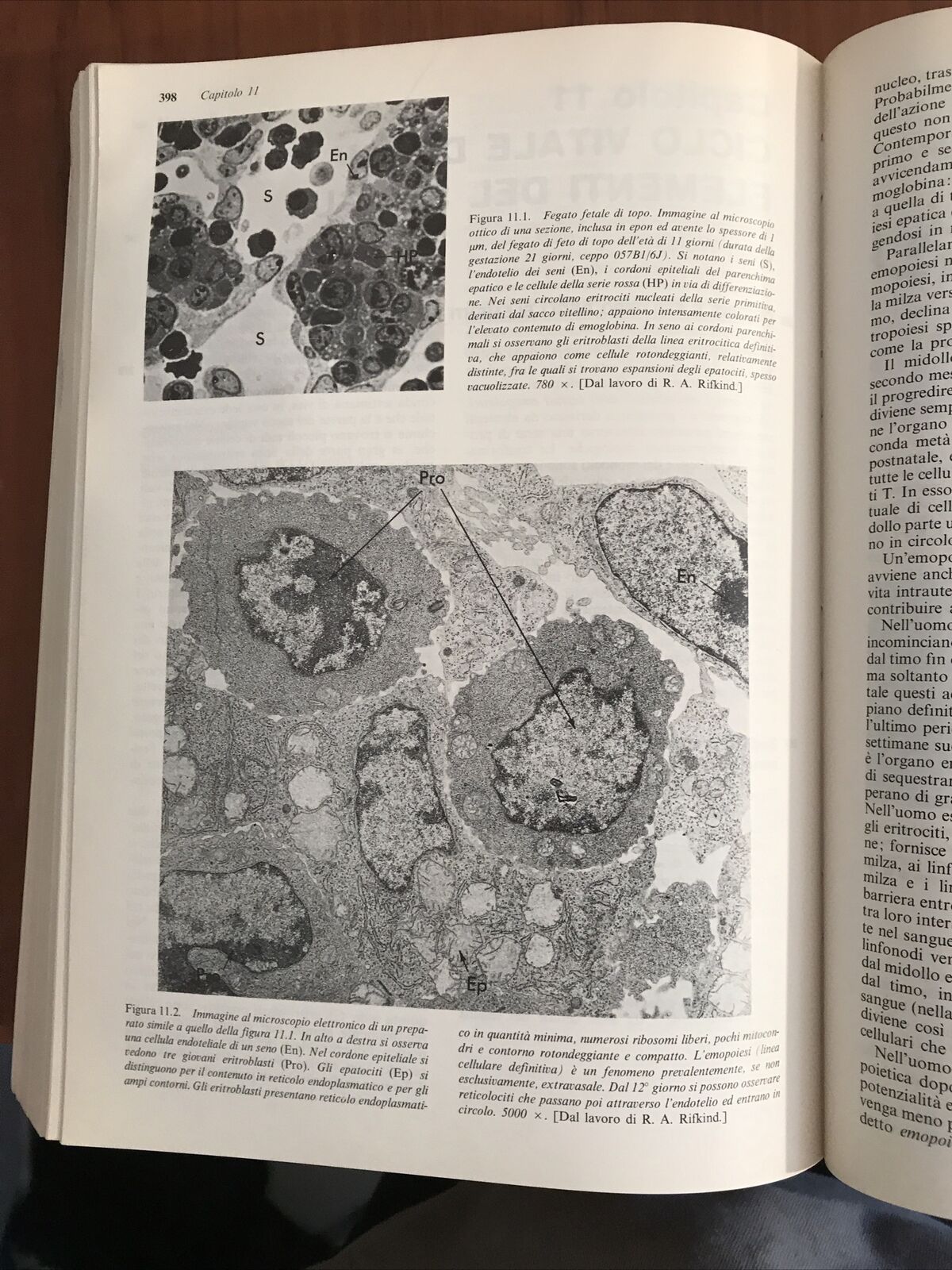 ISTOLOGIA zanichelli WEISS ROY O. GREEP