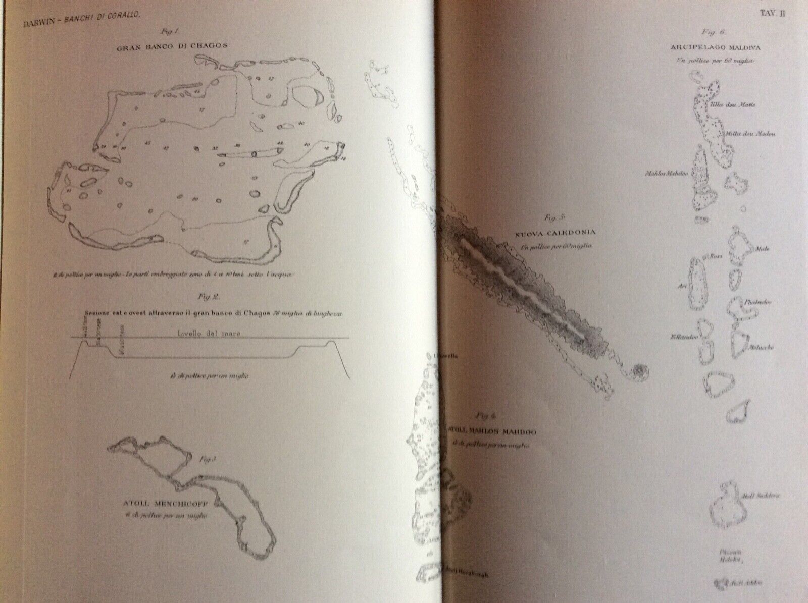 SULLA STRUTTURA DISPOSIZIONE DEI BANCHI DI CORALLO, DARWIN, UNIONE TIPOGRAFICO