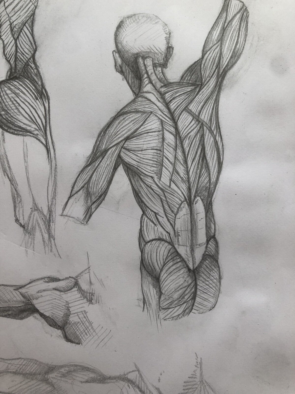 Anatomy Muscle Figure – Hand Drawn Human Body Sketch – Pencil Anatomical Art