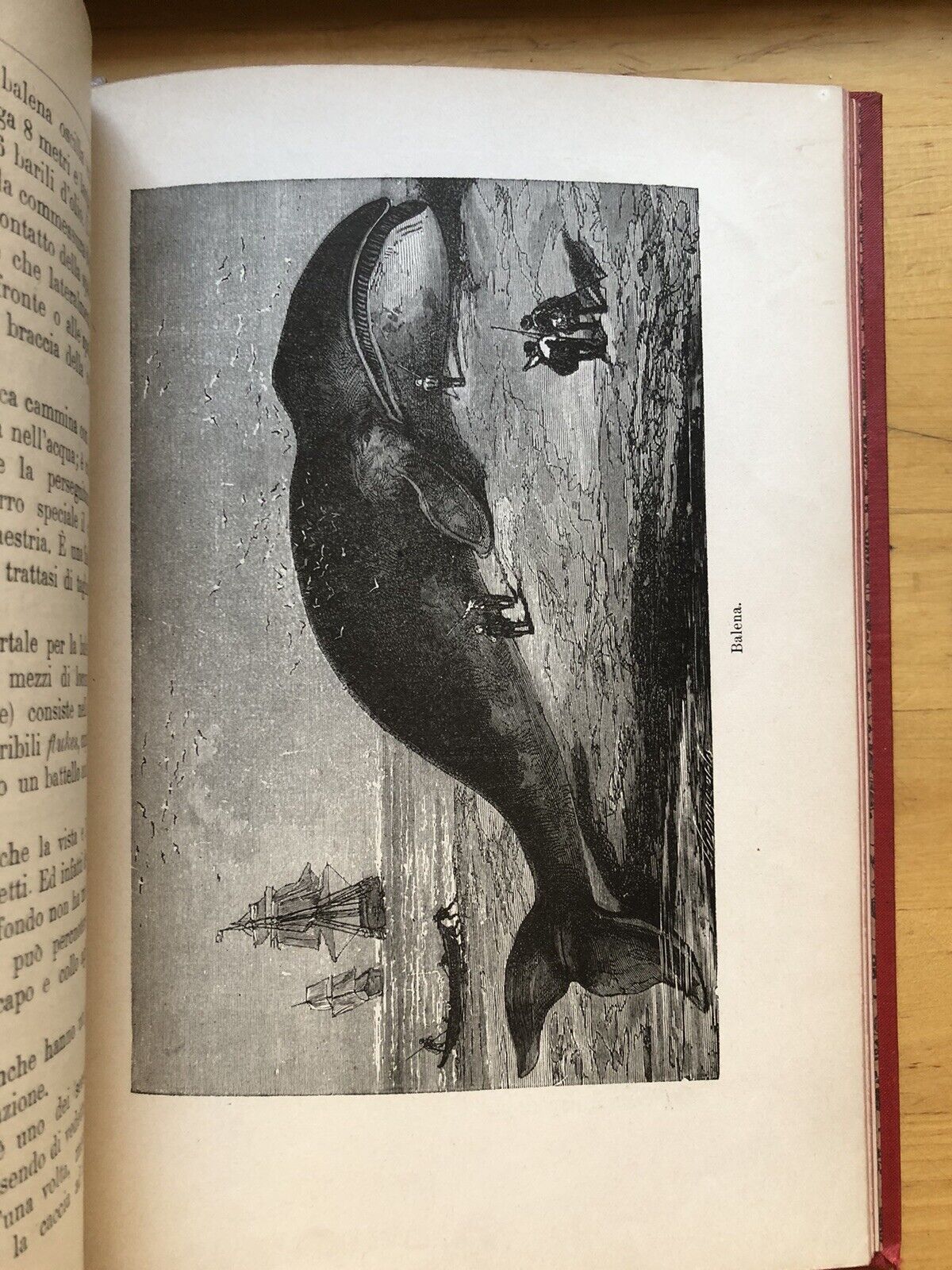 Caccie su terra e su mare - Jack la Bolina - Paravia editore 1896