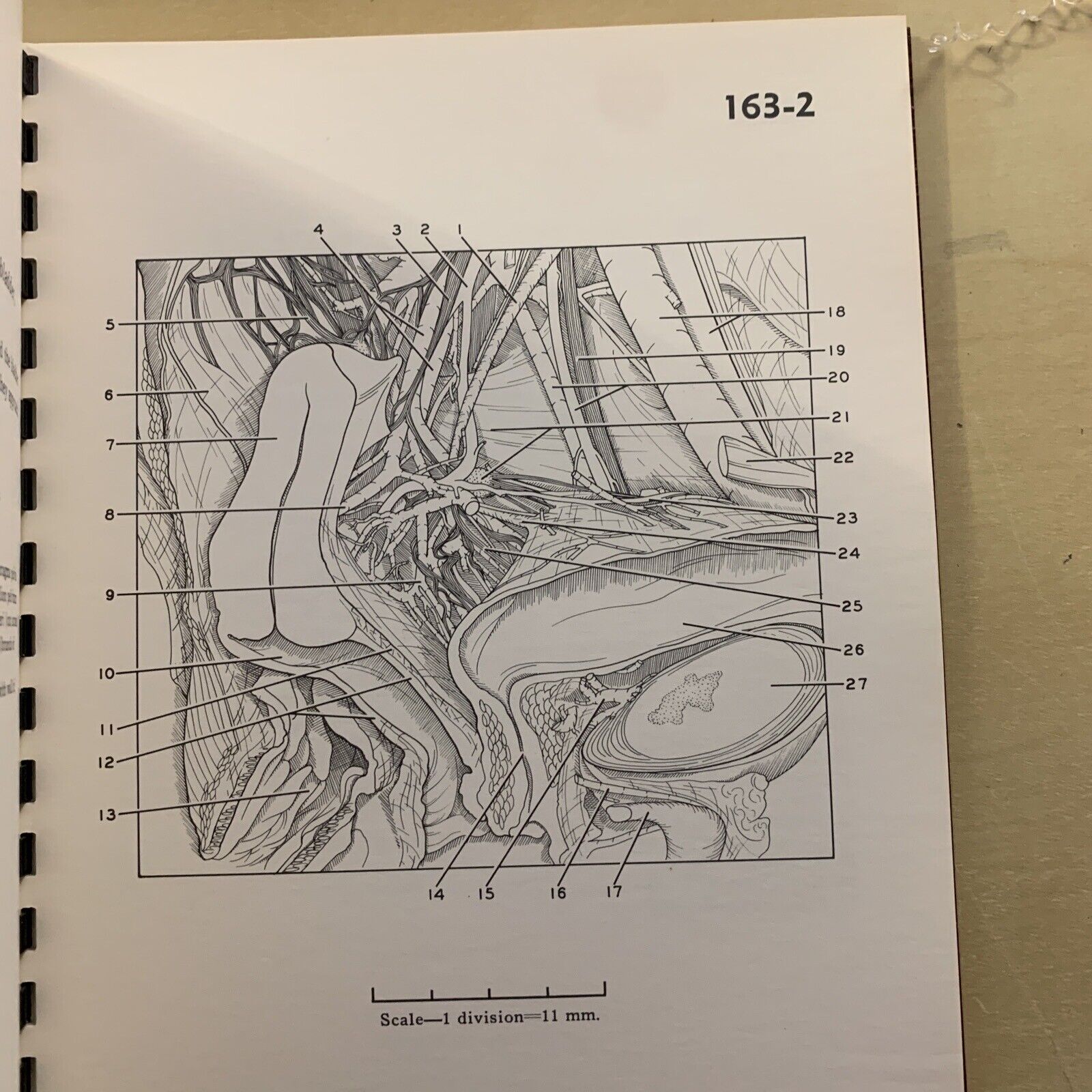 A STEREOSCOPIC ATLAS OF HUMAN ANATOMY - David Bassett section VI The pelvis #