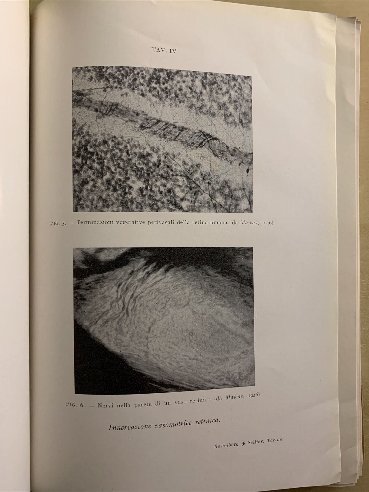 IL SISTEMA NERVOSO AUTONOMO NELLA FISIOPATOLOGIA OCULARE - MATTEUCCI. Rosenberg#