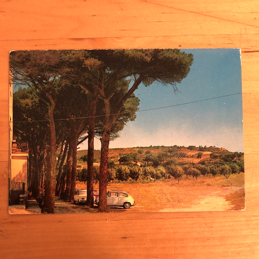 CARTOLINA - CATANZARO LIDO - PINETA CASCIOLINO. VIAGGIATA