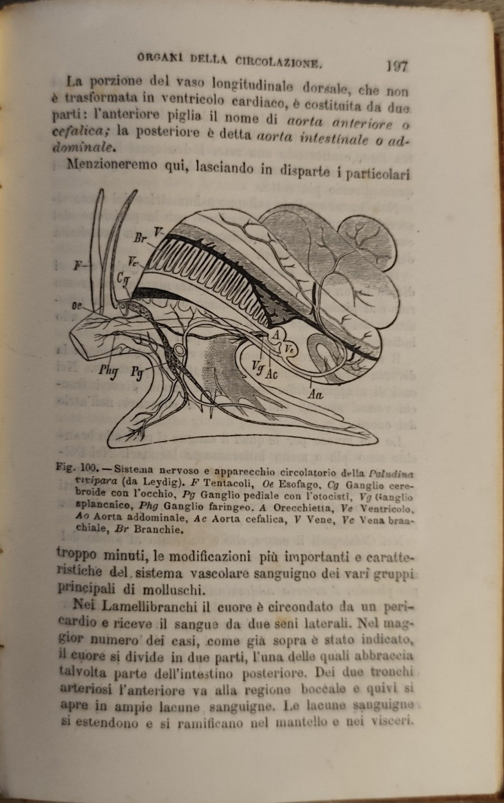 Anatomia comparata - L. Camerano - 1892 - Vallardi ed. 117 figure 