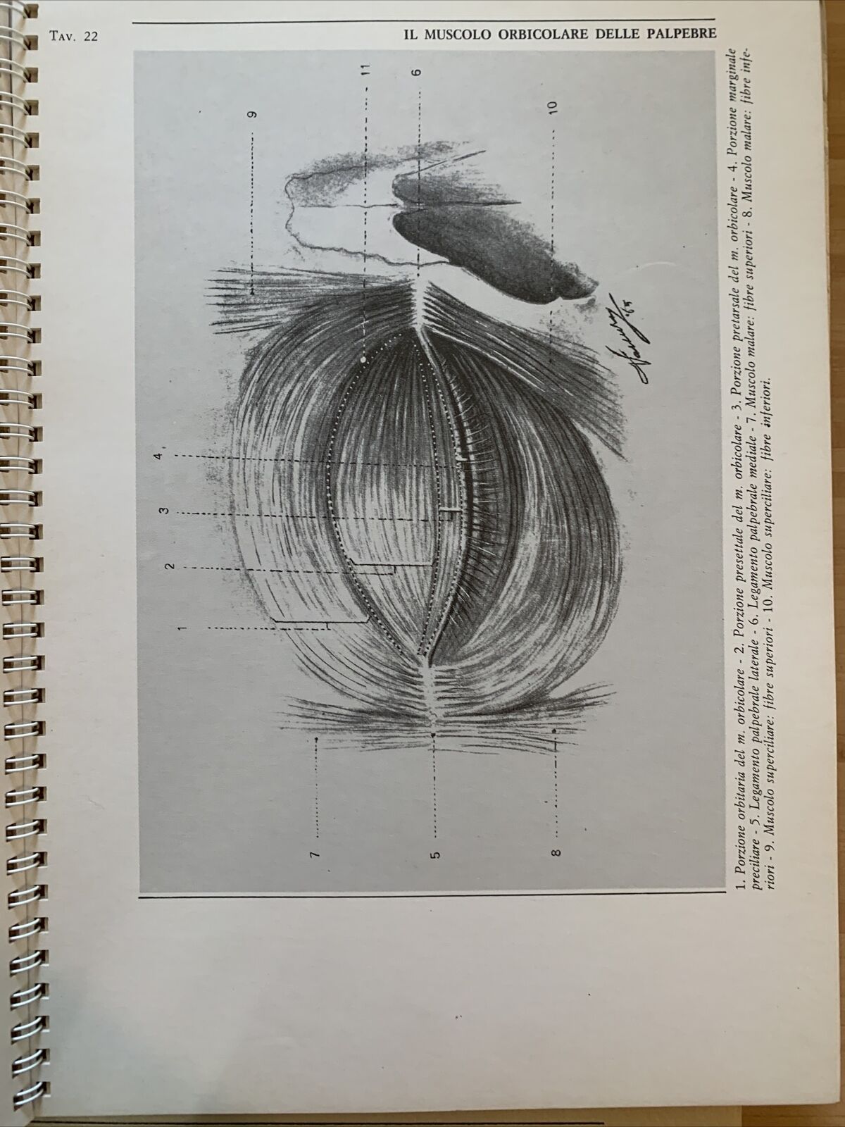 L'OCCHIO - Iconografia anatomica 4 volumi. Giorgio W. Vassura. Italseber