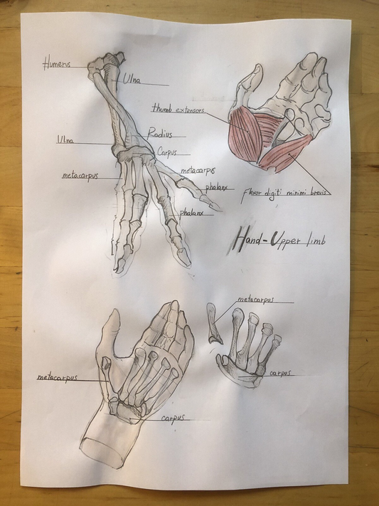 Hand-Drawn Anatomical Chart – "Hand Upper Limb" – Pencil & Watercolor