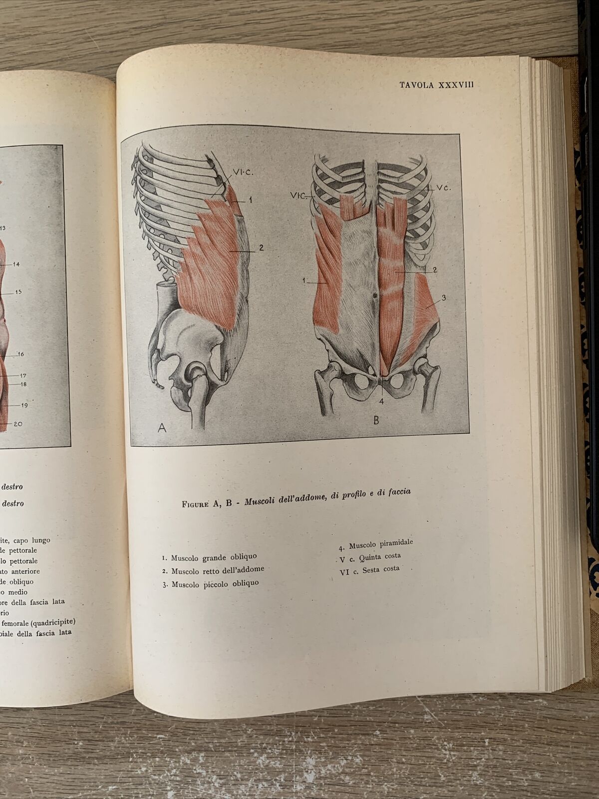 ANATOMIA PER GLI ARTISTI Angelo Morelli, Fratelli Lega 1943. illustrato