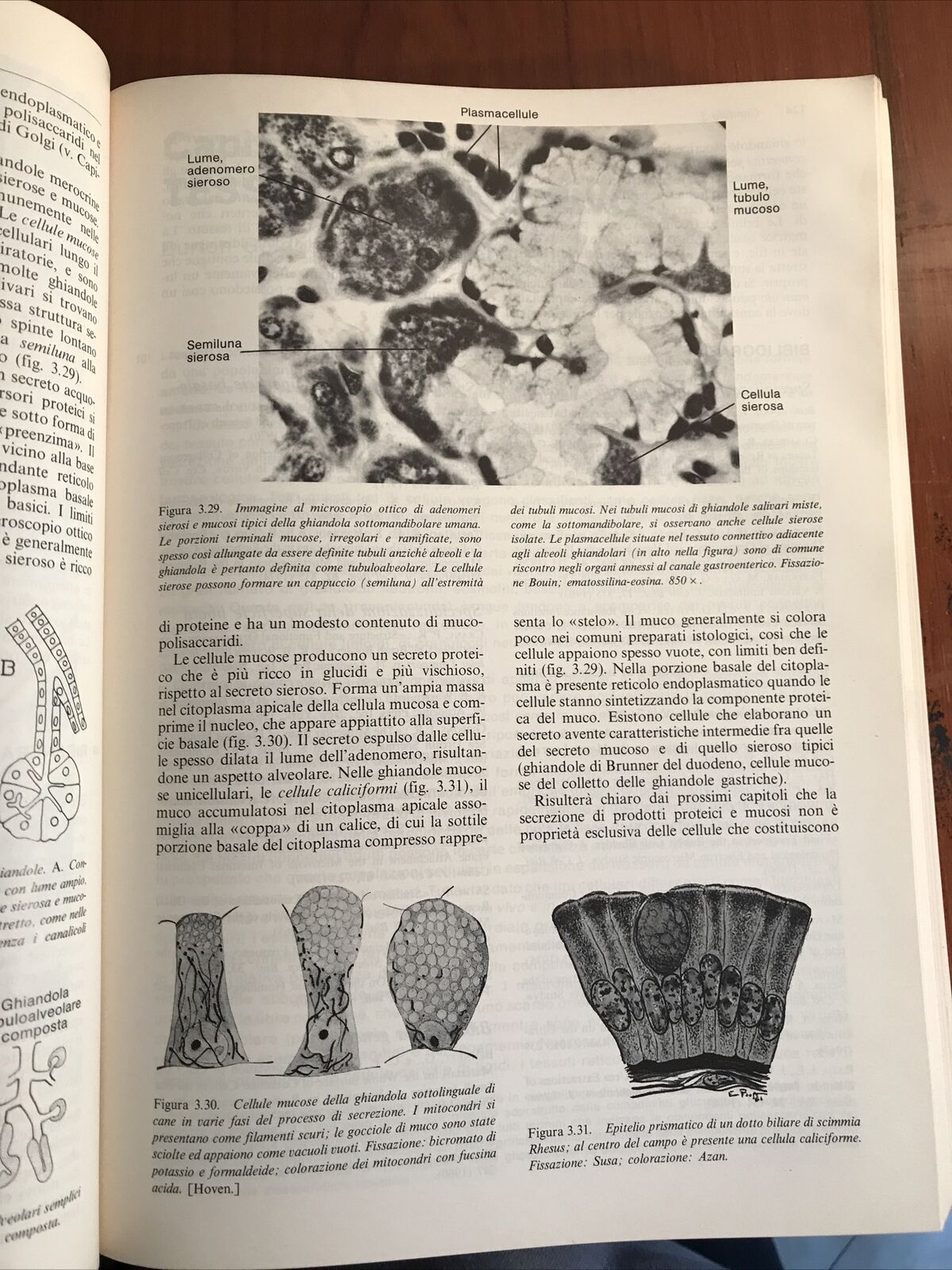 ISTOLOGIA zanichelli WEISS ROY O. GREEP