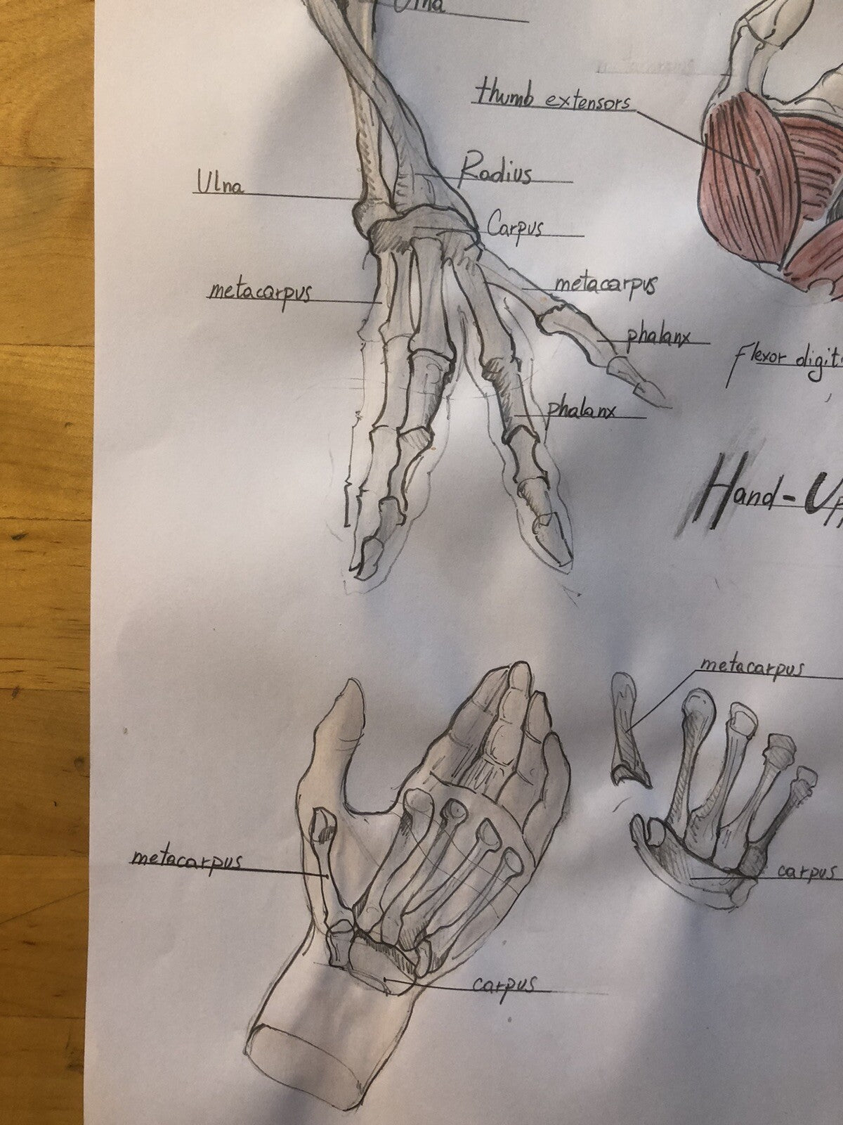 Hand-Drawn Anatomical Chart – "Hand Upper Limb" – Pencil & Watercolor