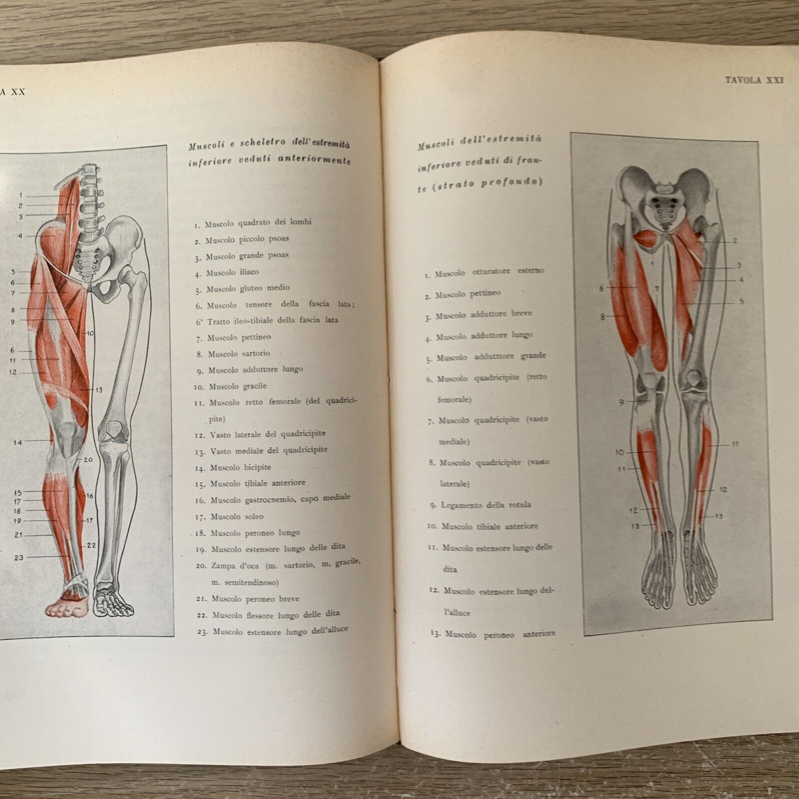 ANATOMIA PER GLI ARTISTI Angelo Morelli, Fratelli Lega 1943. illustrato