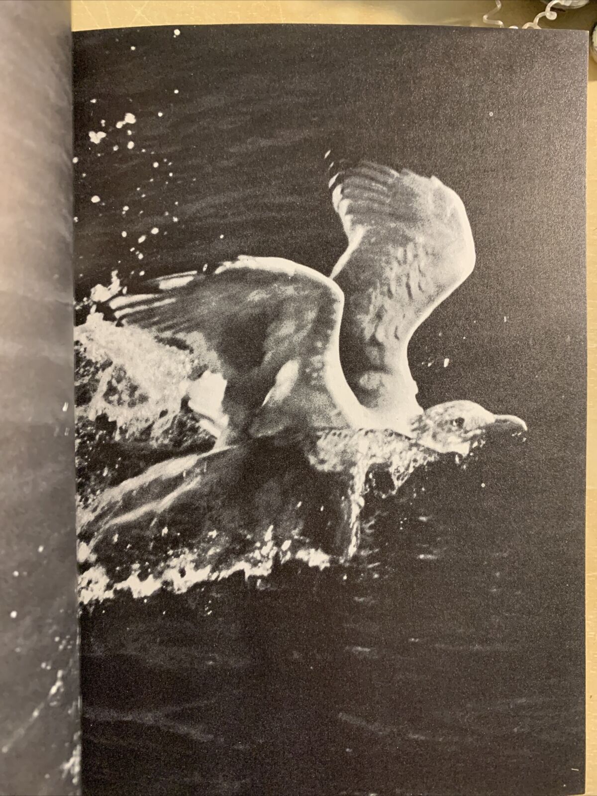 JONATHAN LIVINGSTONE SEAGULL a story. Richard bach. Pan books 1972 #