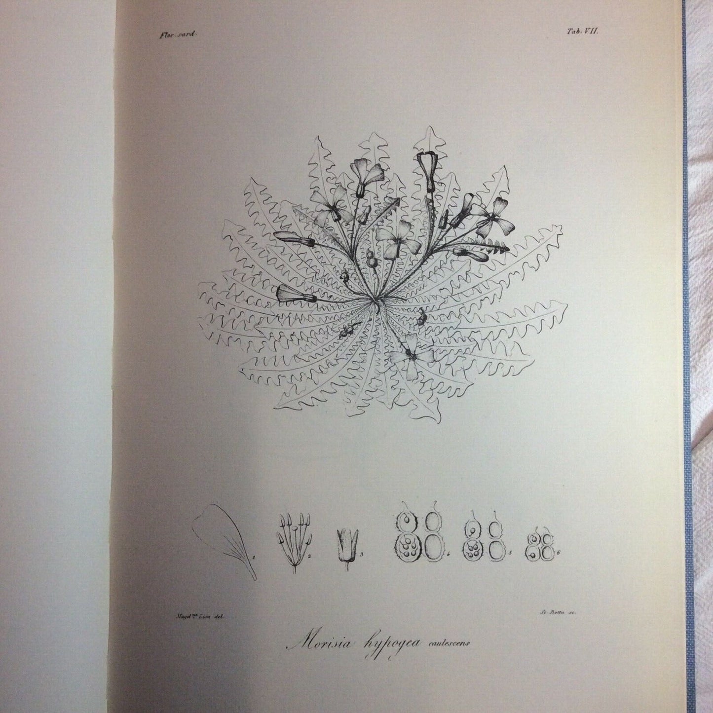 FLORA SARDOA SEU HISTORIA PLANTARUM, JOSEPHO HYACINTHO MORIS, ANASTATICA FORNI