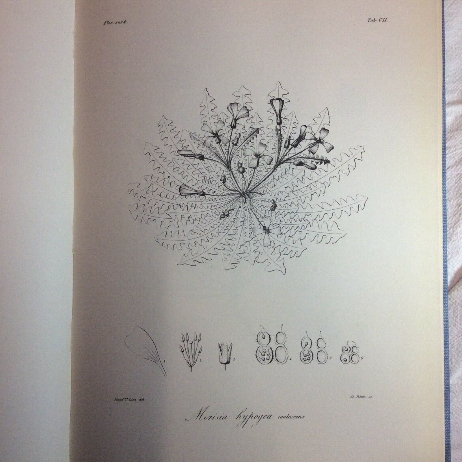 FLORA SARDOA SEU HISTORIA PLANTARUM, JOSEPHO HYACINTHO MORIS, ANASTATICA FORNI