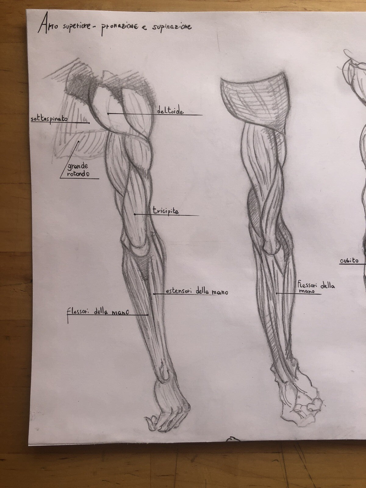 Anatomia muscolatura Arto superiore Tavola anatomica disegnata a mano, matita
