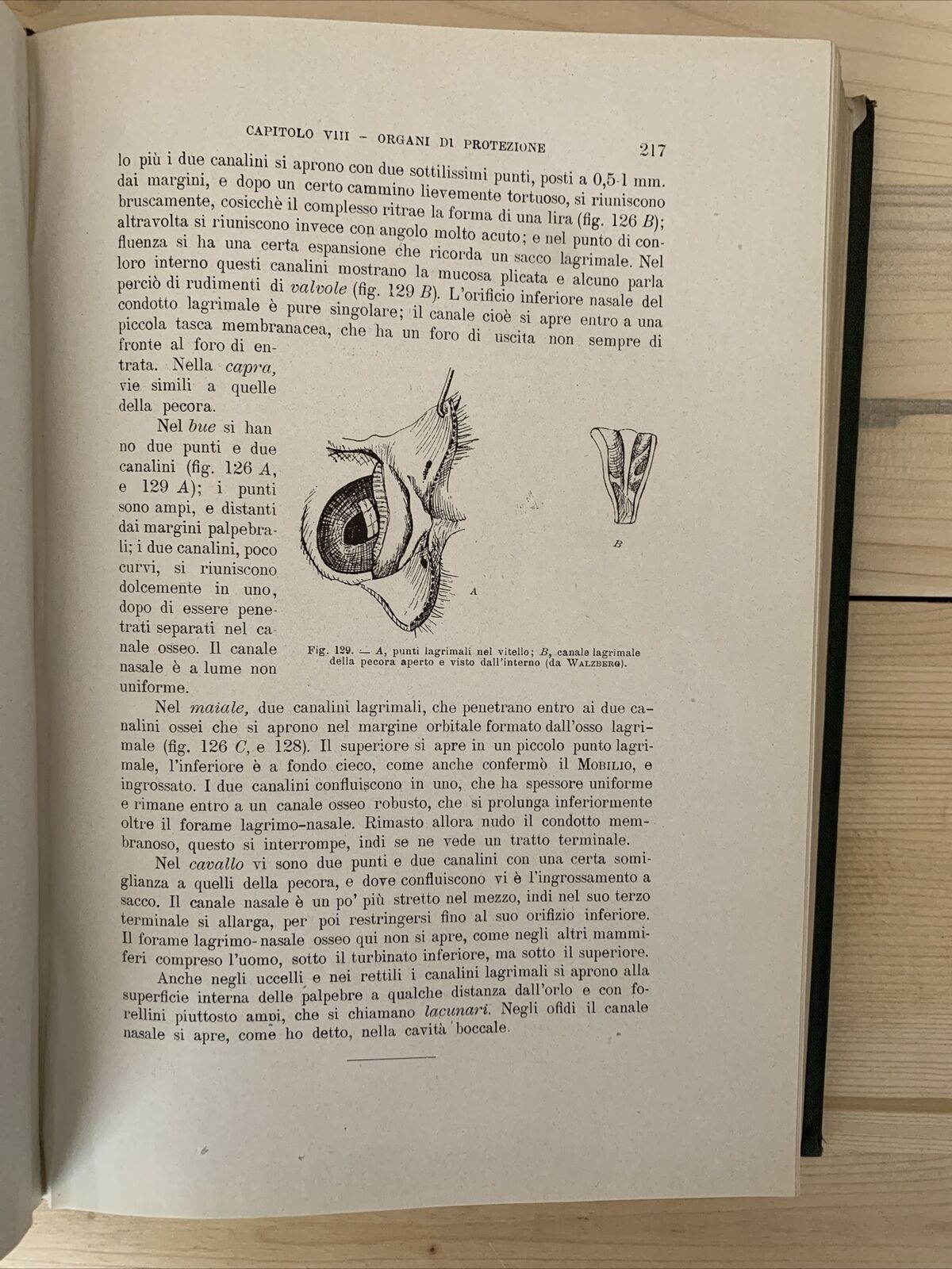 ANATOMIA E FISIOLOGIA DELL'OCCHIO NELLA SERIE ANIMALE - Giuseppe Ovio 1925 #