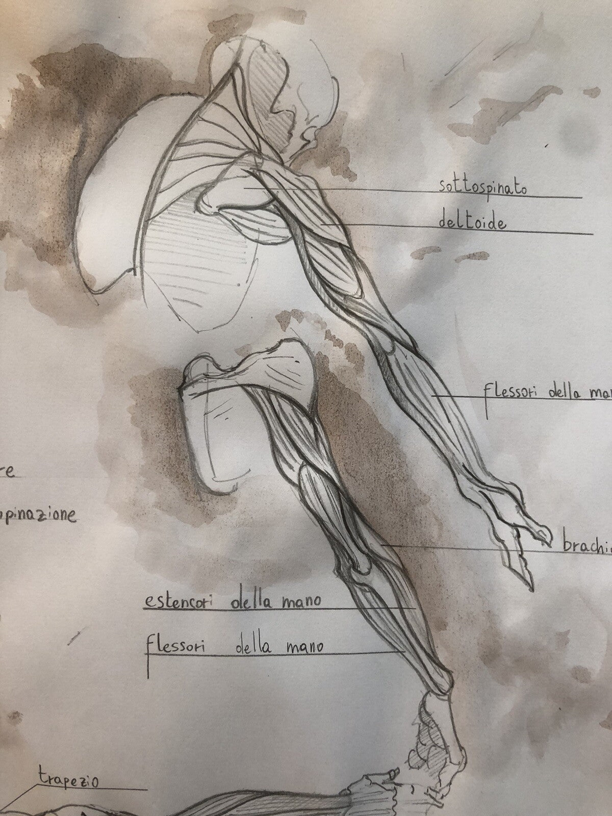 Tavola anatomica disegnata a mano, Arto superiore pronazione e supinazione