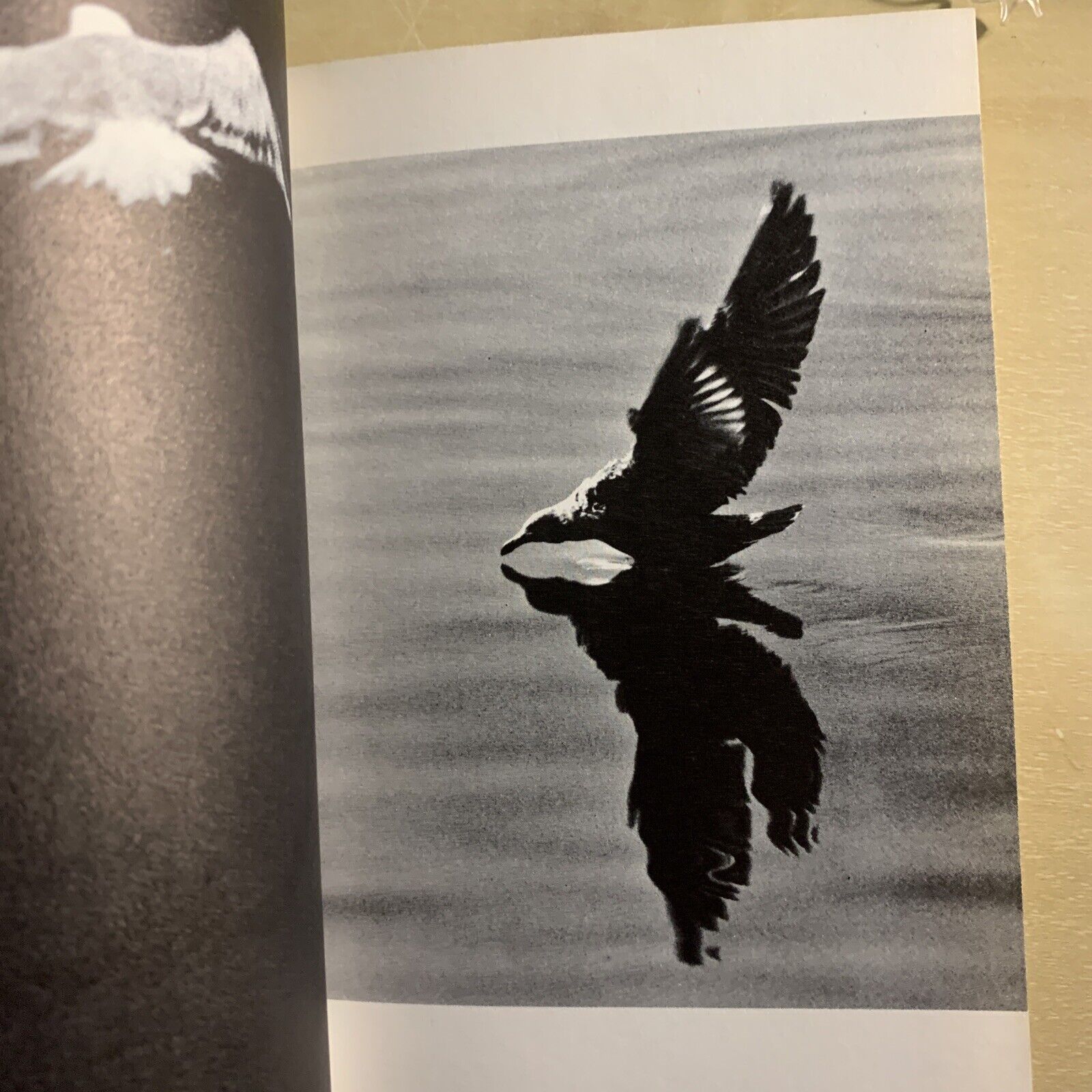 JONATHAN LIVINGSTONE SEAGULL a story. Richard bach. Pan books 1972 #