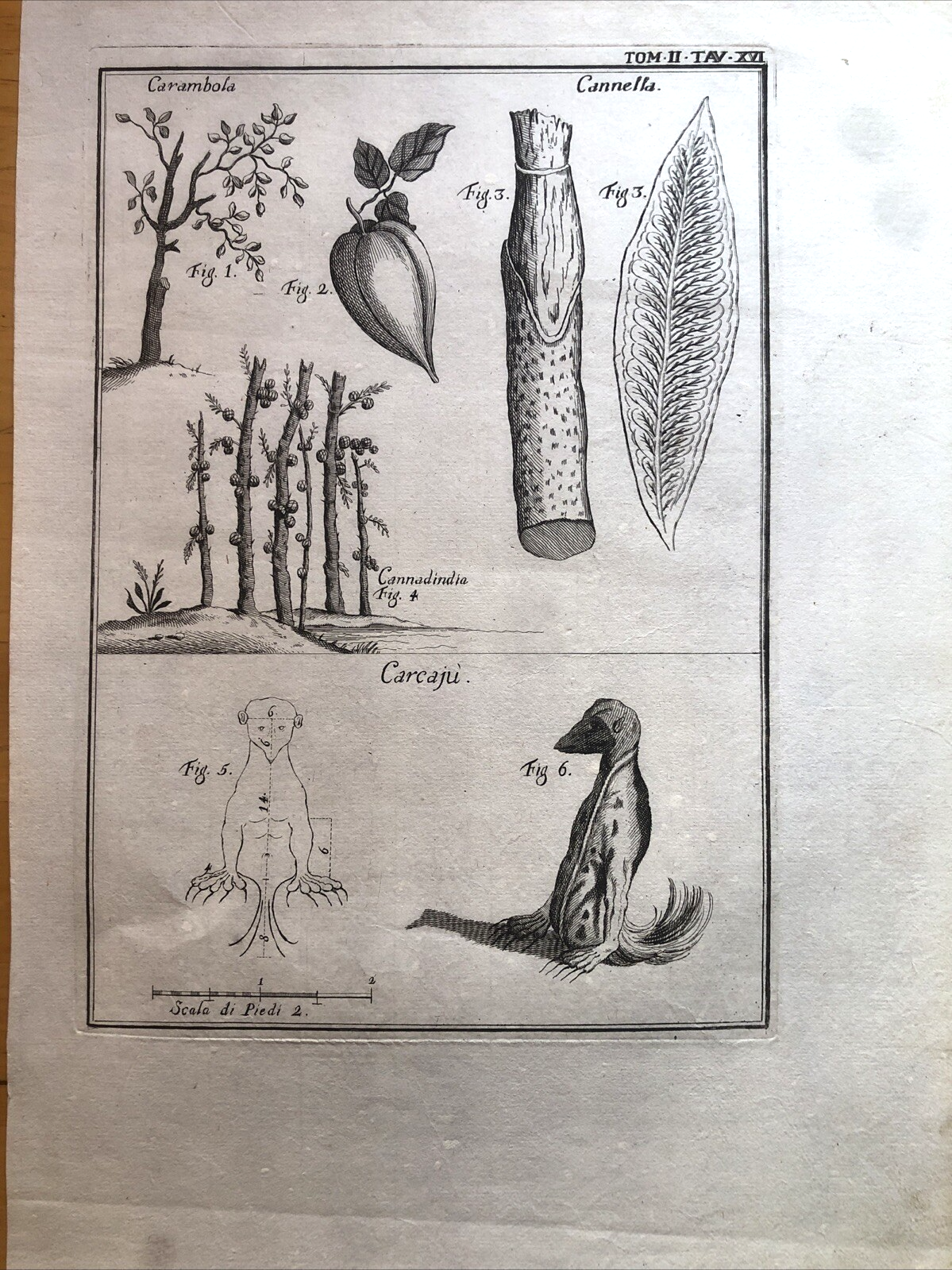 Incisione stampa botanica carambola cannella cannadindia Carcajù Ghiottone '700