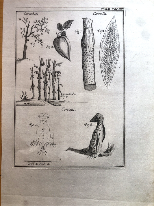 Incisione stampa botanica carambola cannella cannadindia Carcajù Ghiottone '700