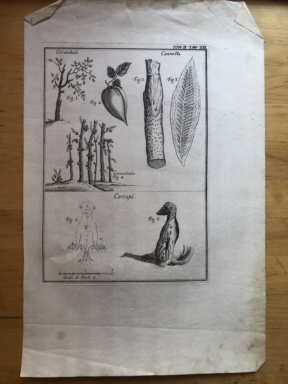 Incisione stampa botanica carambola cannella cannadindia Carcajù Ghiottone '700