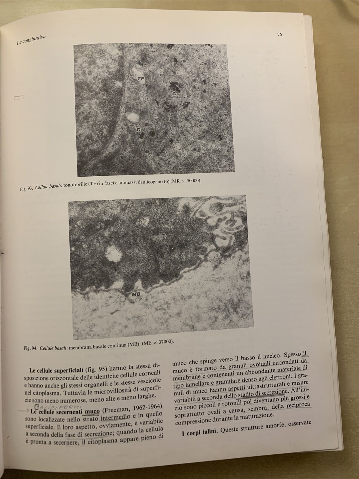 MANUALE DI ANATOMIA E ISTOLOGIA DELL'OCCHIO - SARAUX, LEMASSON, OFFRET. MASSON #