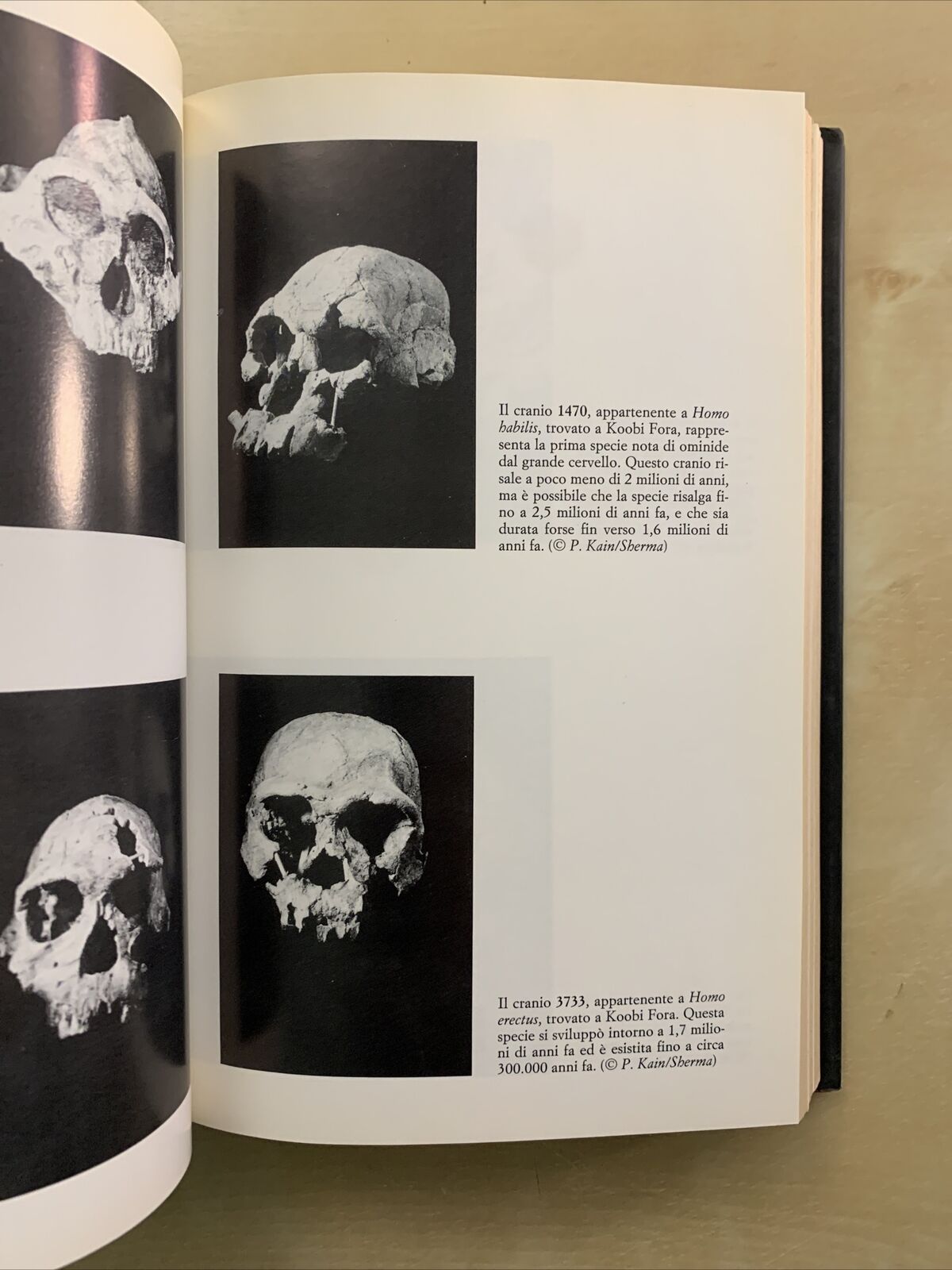 LE ORIGINI DELL'UOMO - Richard Leakey & Roger Lewin, Bompiani 1993