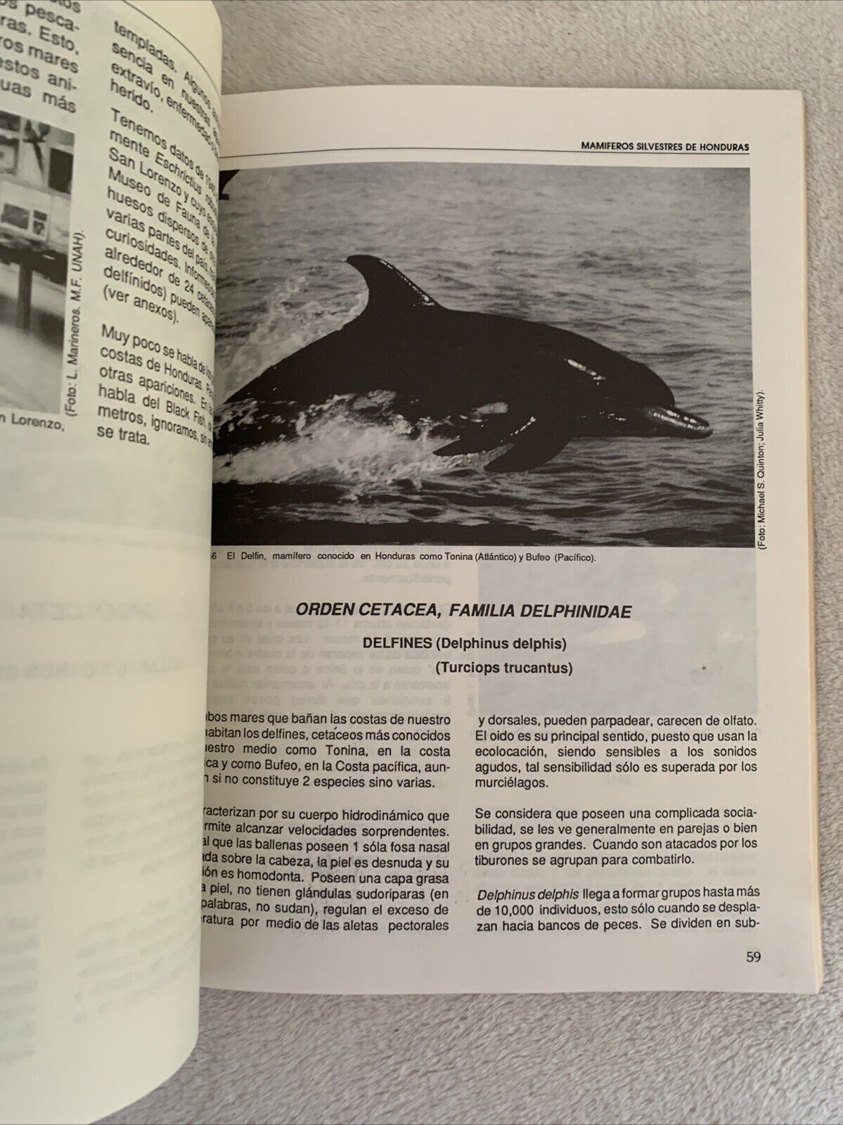 Mamiferos silvestres de Honduras. Leonel Marineros, F. Martìnez Gallegos 1988