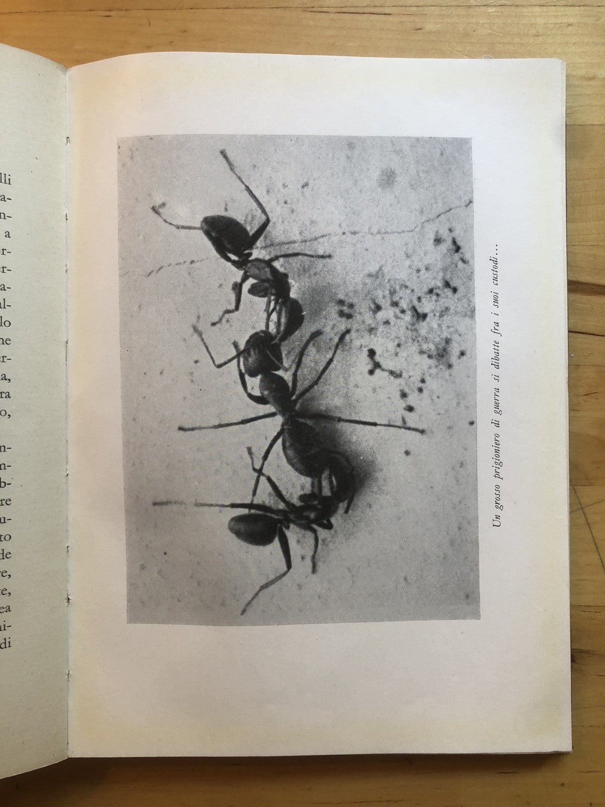La vita delle formiche, Maurice Maeterlinck. Mondadori 1932