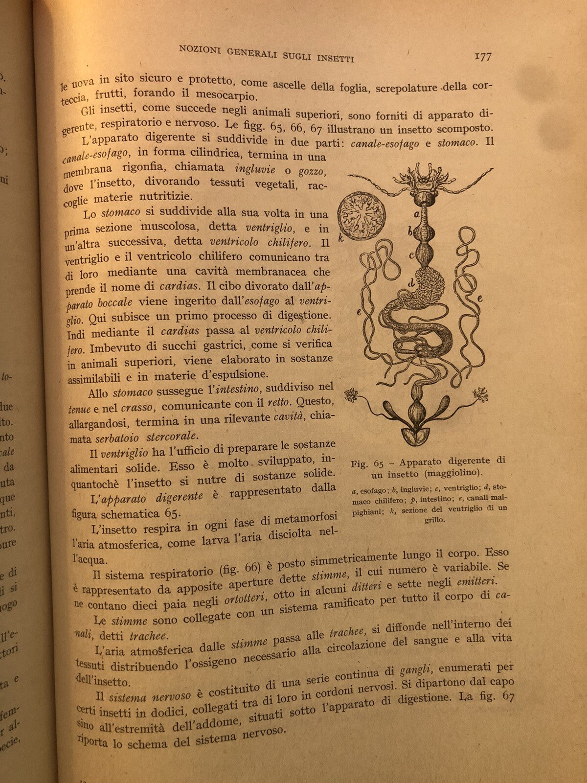 Olivicoltura e oleificio R. F. Simari, G. B. Martinenghi, Hoepli illustrato 1950