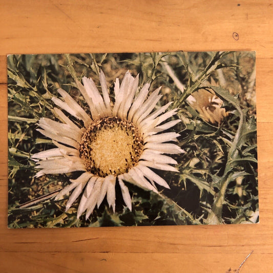 CARTOLINA - CARDO CARLINA ACAULIS -  NON VIAGGIATA