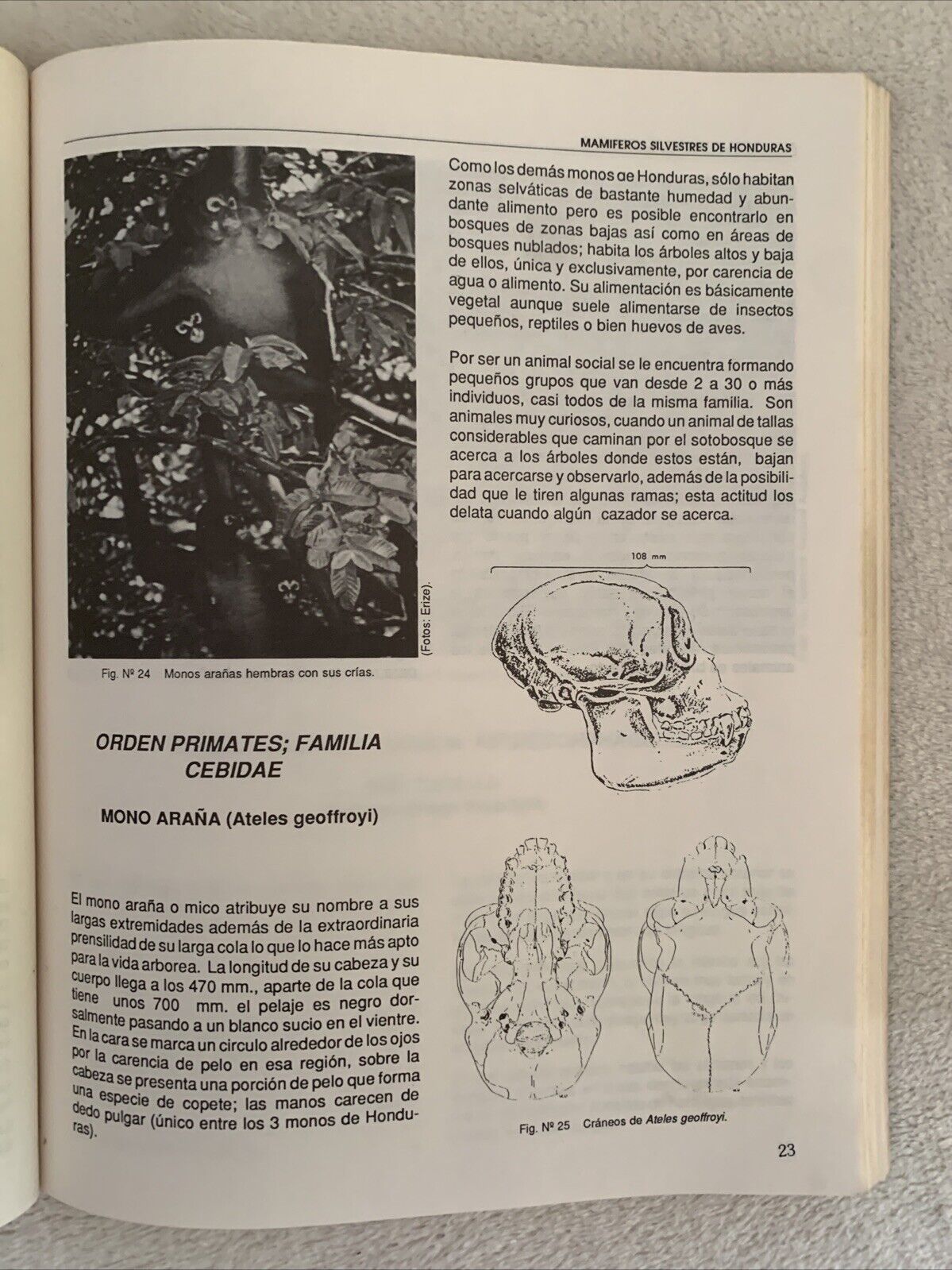 Mamiferos silvestres de Honduras. Leonel Marineros, F. Martìnez Gallegos 1988