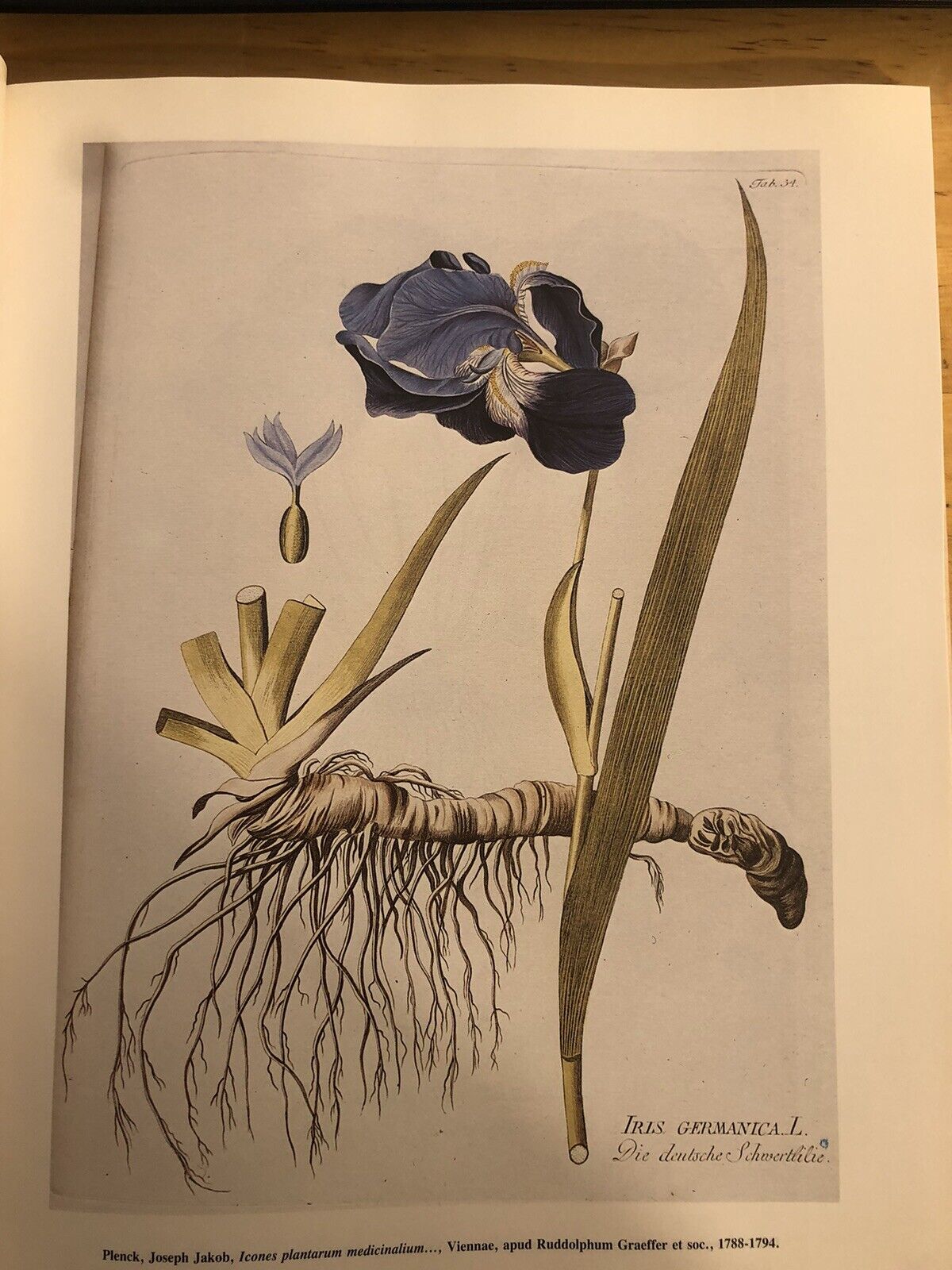 BIBLIOTHECA BOTANICA - LODOVICO CALDESI erbario e libri dal cinquecento al 700