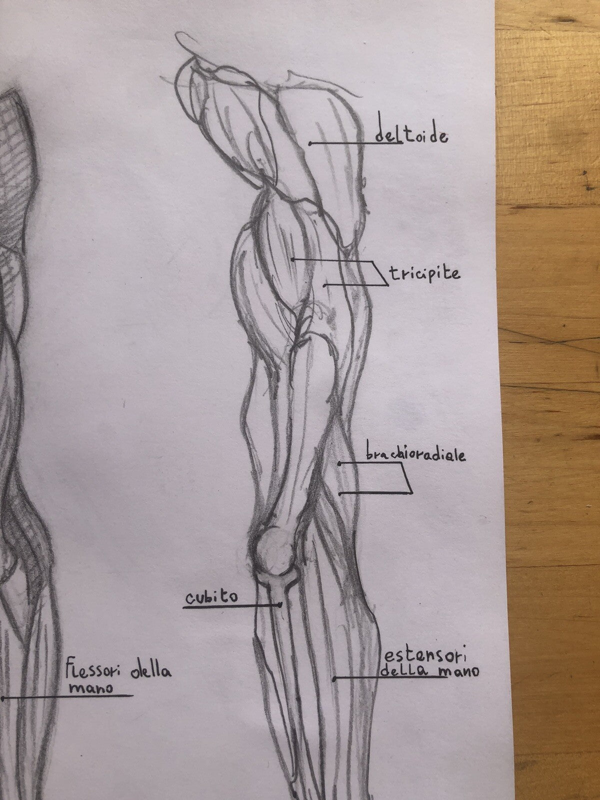 Anatomia muscolatura Arto superiore Tavola anatomica disegnata a mano, matita