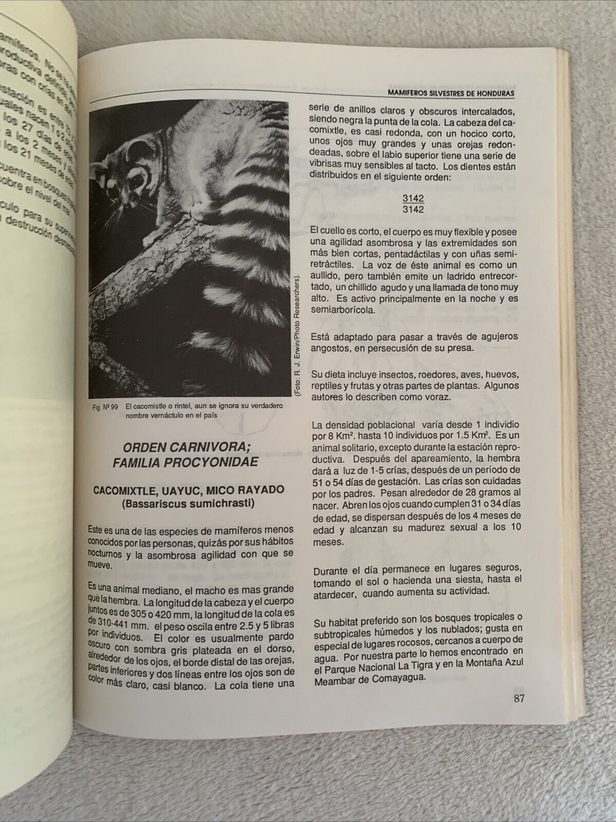 Mamiferos silvestres de Honduras. Leonel Marineros, F. Martìnez Gallegos 1988