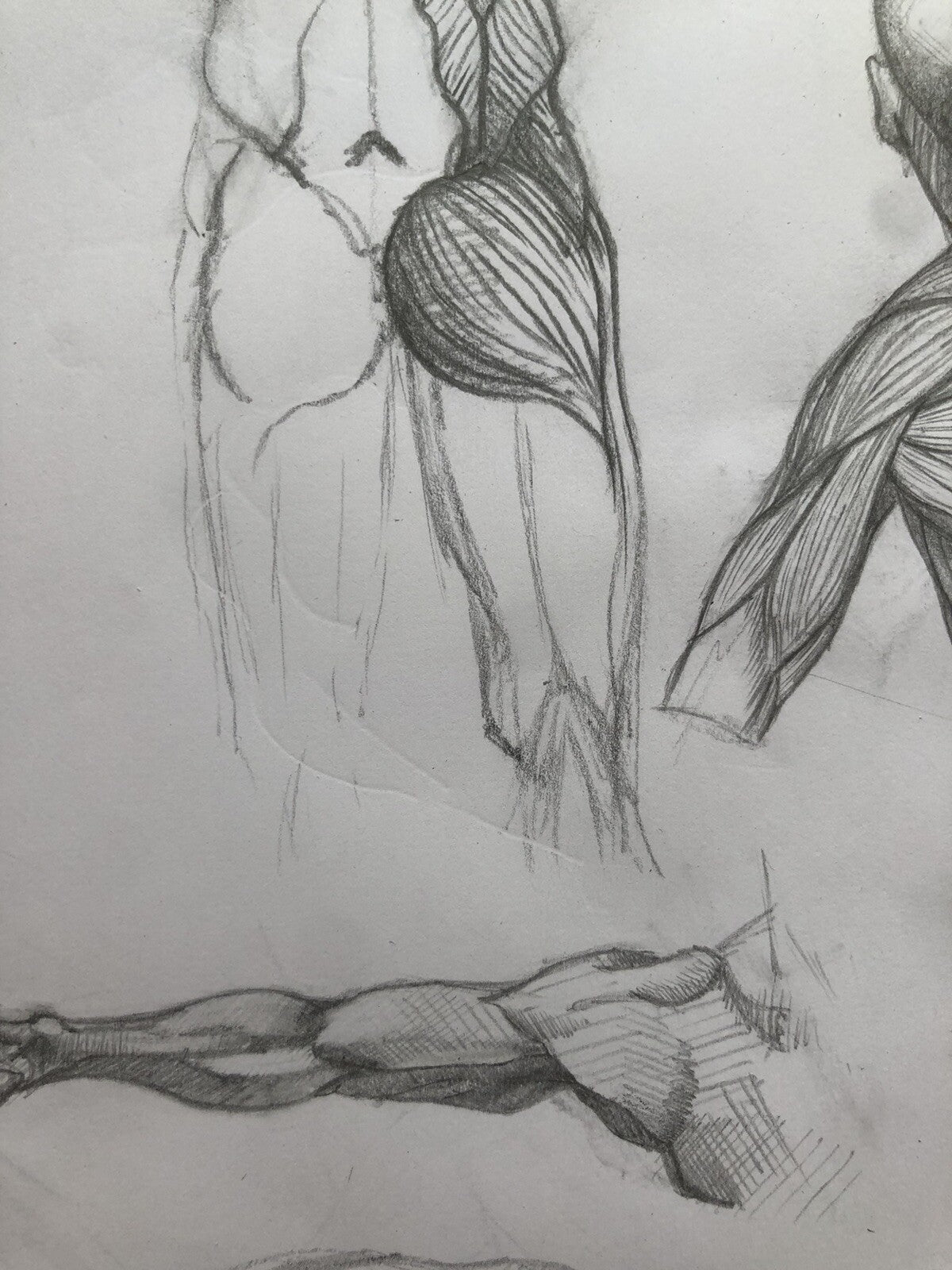 Anatomy Muscle Figure – Hand Drawn Human Body Sketch – Pencil Anatomical Art
