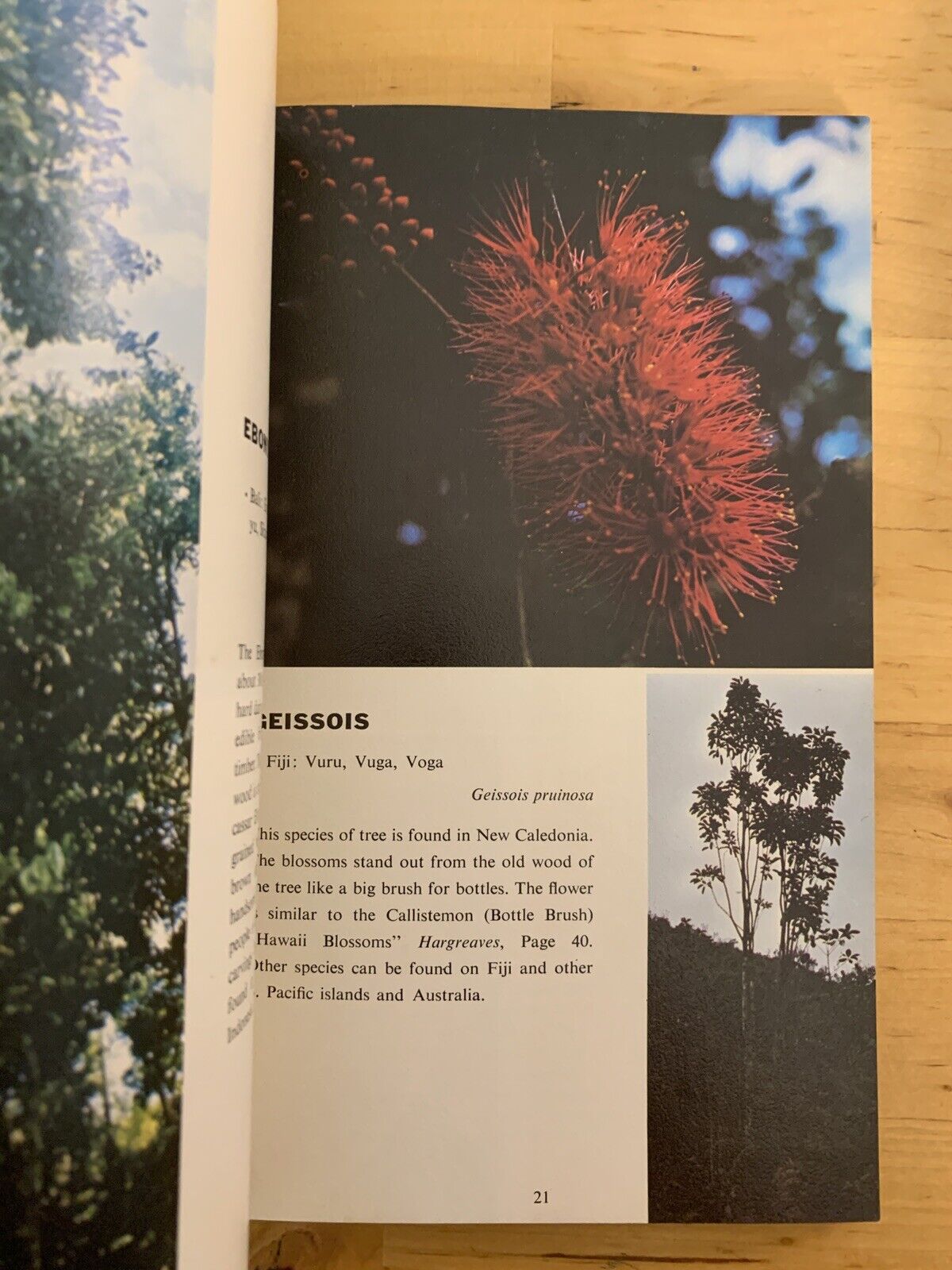 TROPICAL TREES OF THE PACIFIC, PHILIPINNES HONG KONG VIETNAM 130 COLOR PICTURES