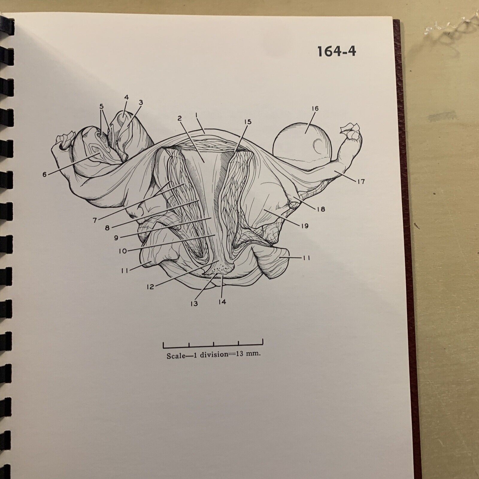 A STEREOSCOPIC ATLAS OF HUMAN ANATOMY - David Bassett section VI The pelvis #
