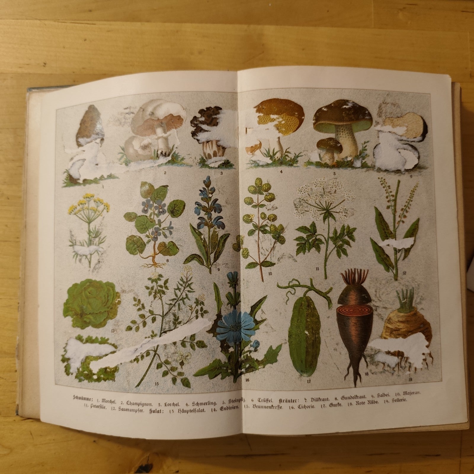 Mein Kochbuch - Von Lotti Richter - Verlag V. Moser Graz 1906 -Antico ricettario