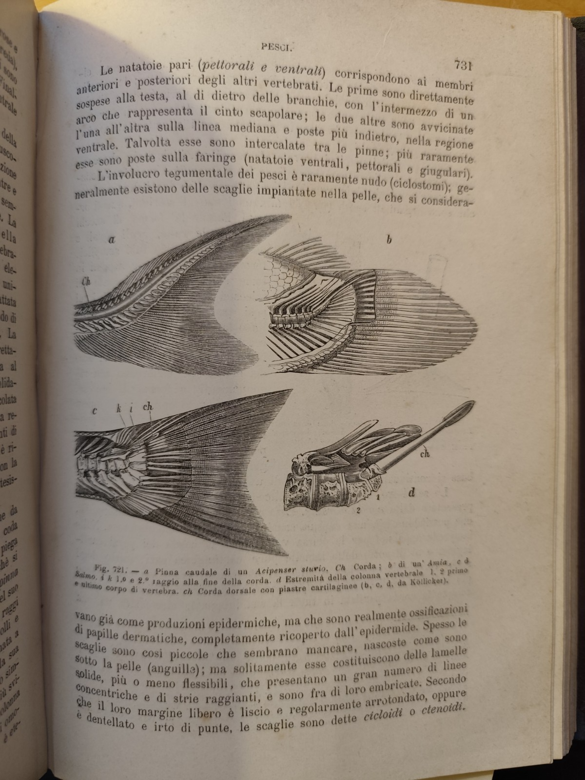 Manuale di Zoologia parte seconda, C. Claus, Cattaneo. Vallardi - antico '800