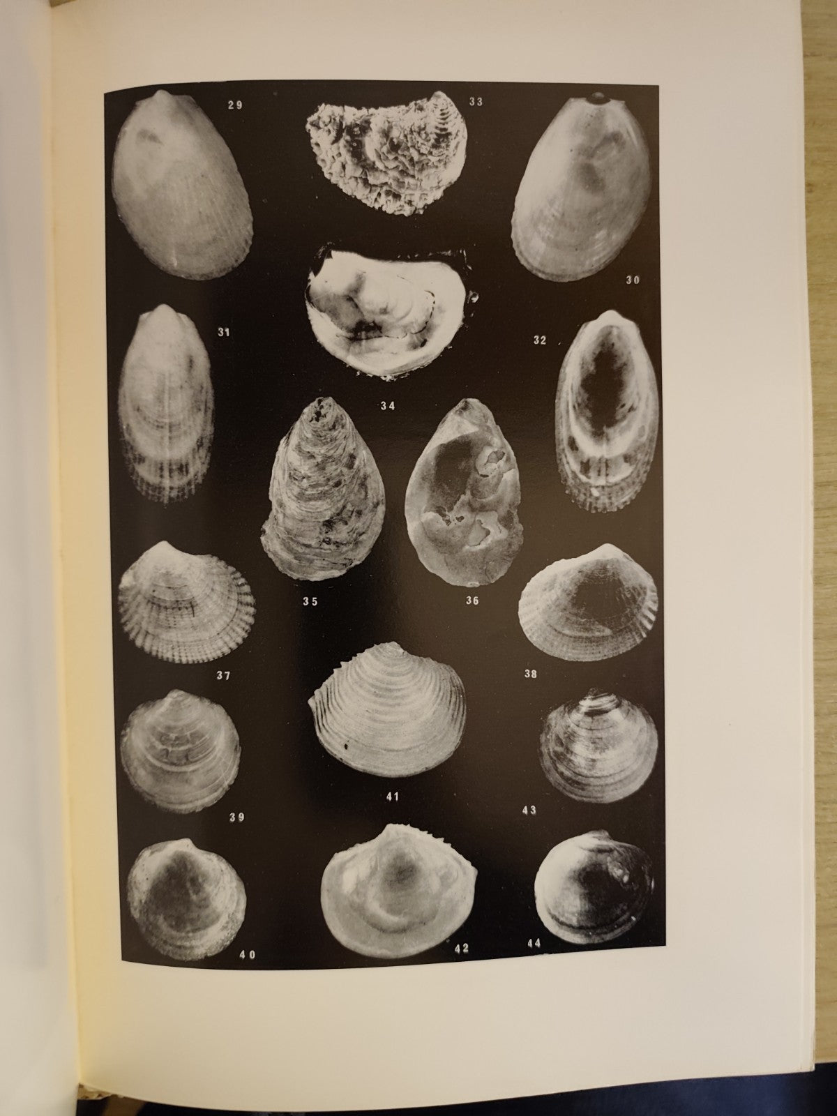 Lamellibranchi recenti Adriatico settentrionale Venezia Trieste - Stolfa Zucchi