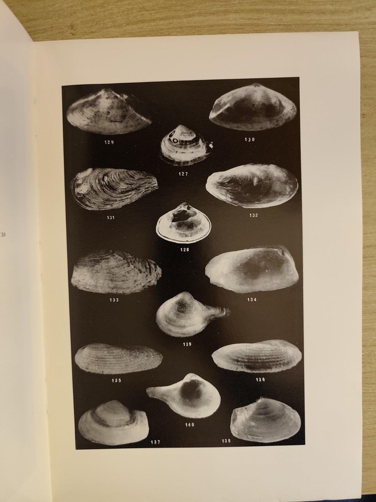 Lamellibranchi recenti Adriatico settentrionale Venezia Trieste - Stolfa Zucchi