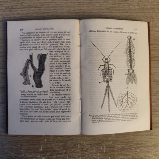 Anatomia comparata - L. Camerano - 1892 - Vallardi ed. 117 figure 