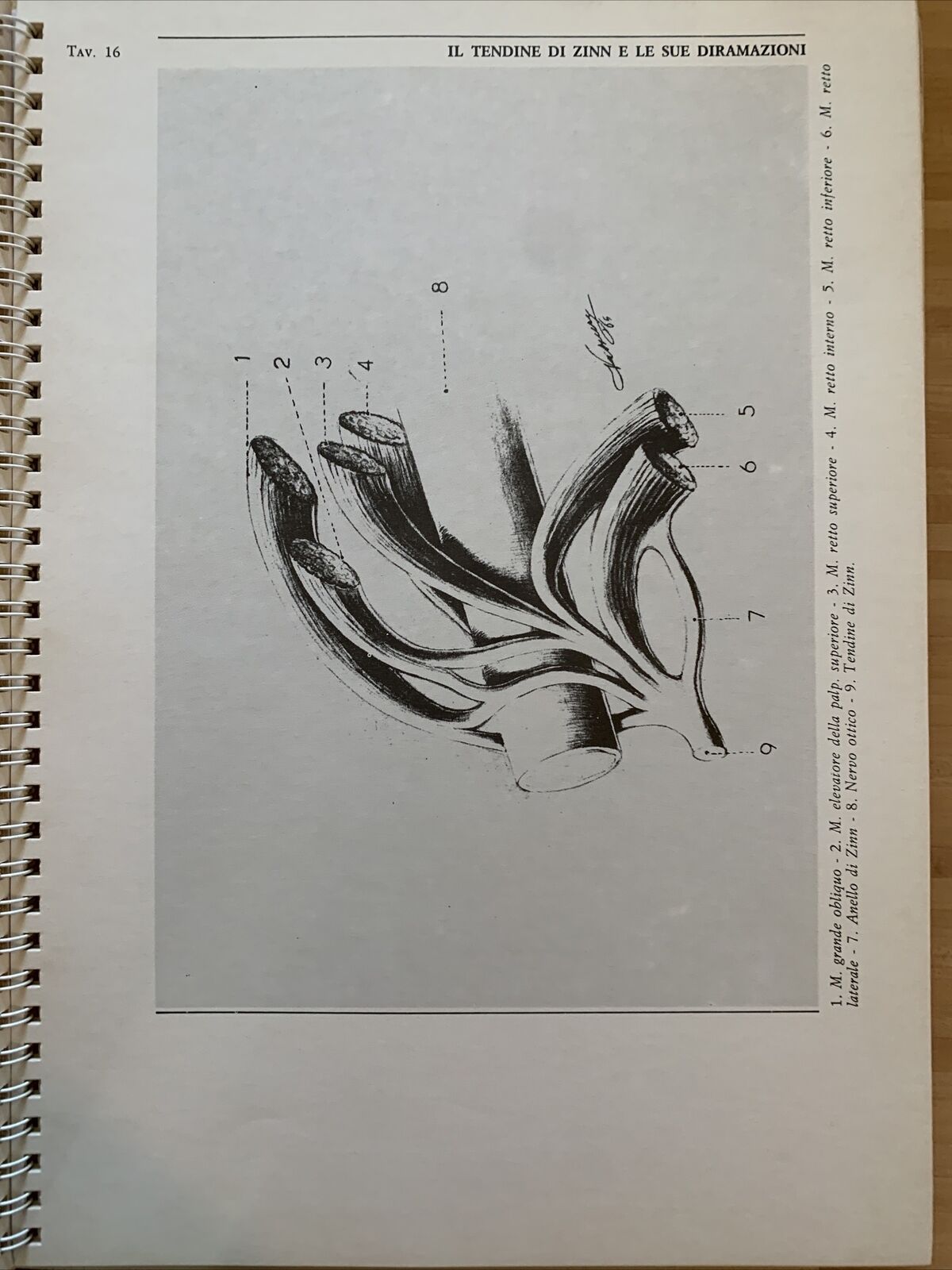 L'OCCHIO - Iconografia anatomica 4 volumi. Giorgio W. Vassura. Italseber