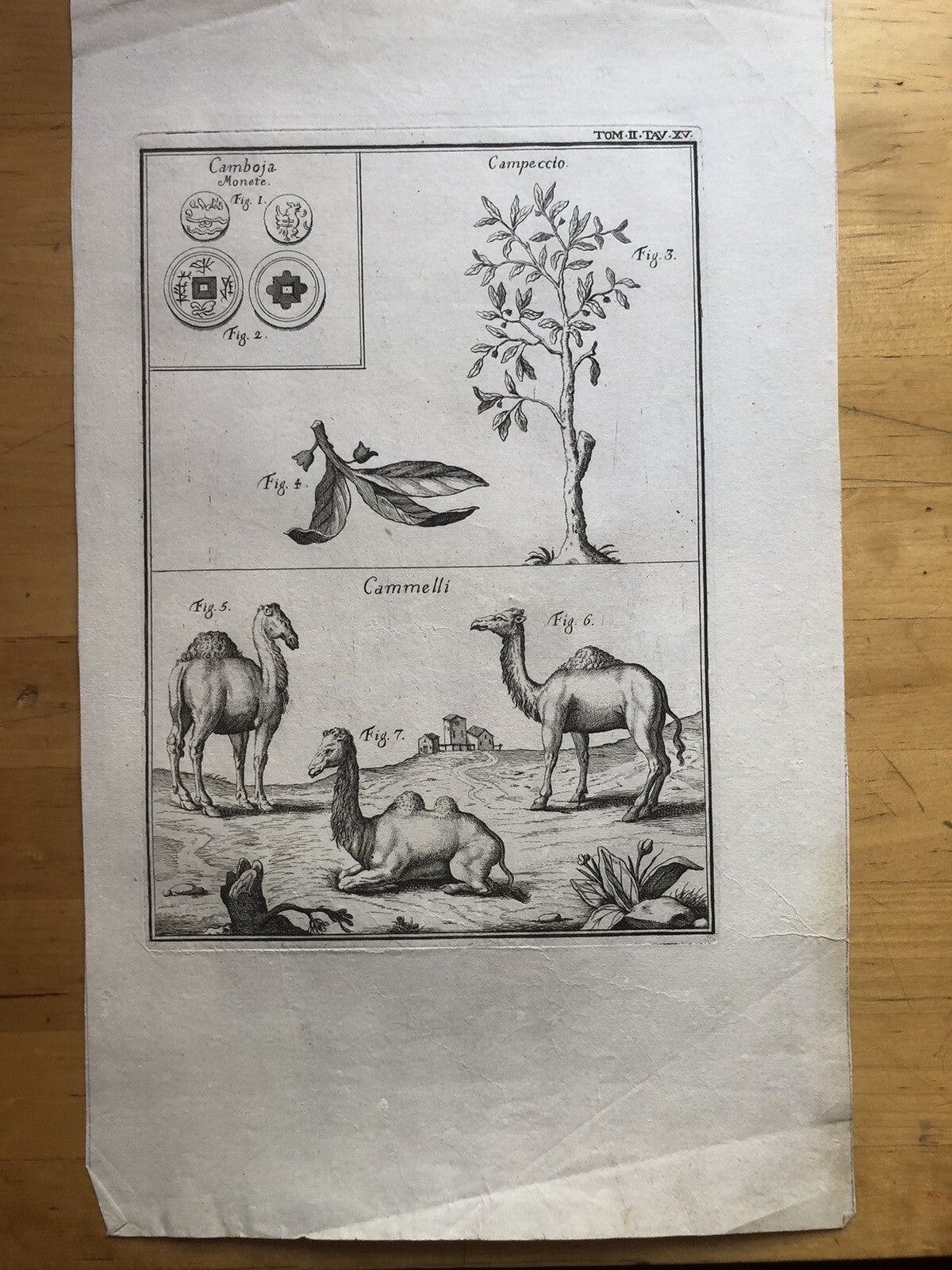 Incisione stampa botanica Campeccio cammello monete Cambogia antica 1700 ca.