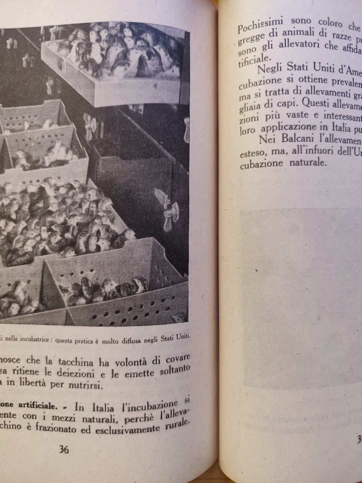 L'allevamento del tacchino, F. Frau - Sanna. agricoltori editoriale 1947