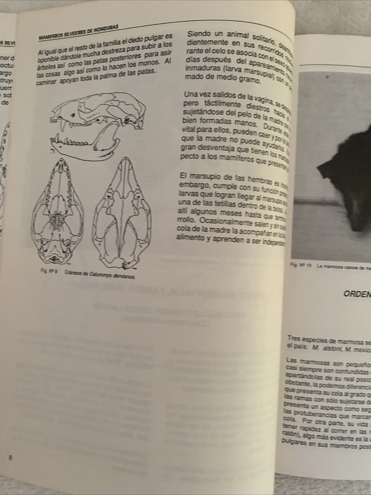 Mamiferos silvestres de Honduras. Leonel Marineros, F. Martìnez Gallegos 1988