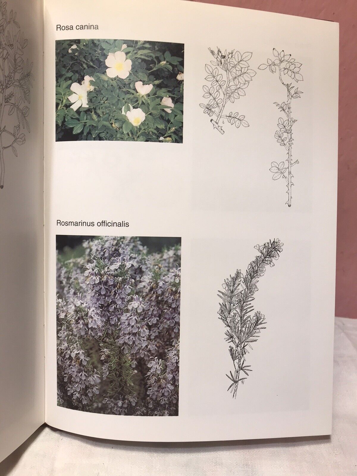 Piante officinali nella comunità montana delle Baronie, J. Camarda, V. Satta