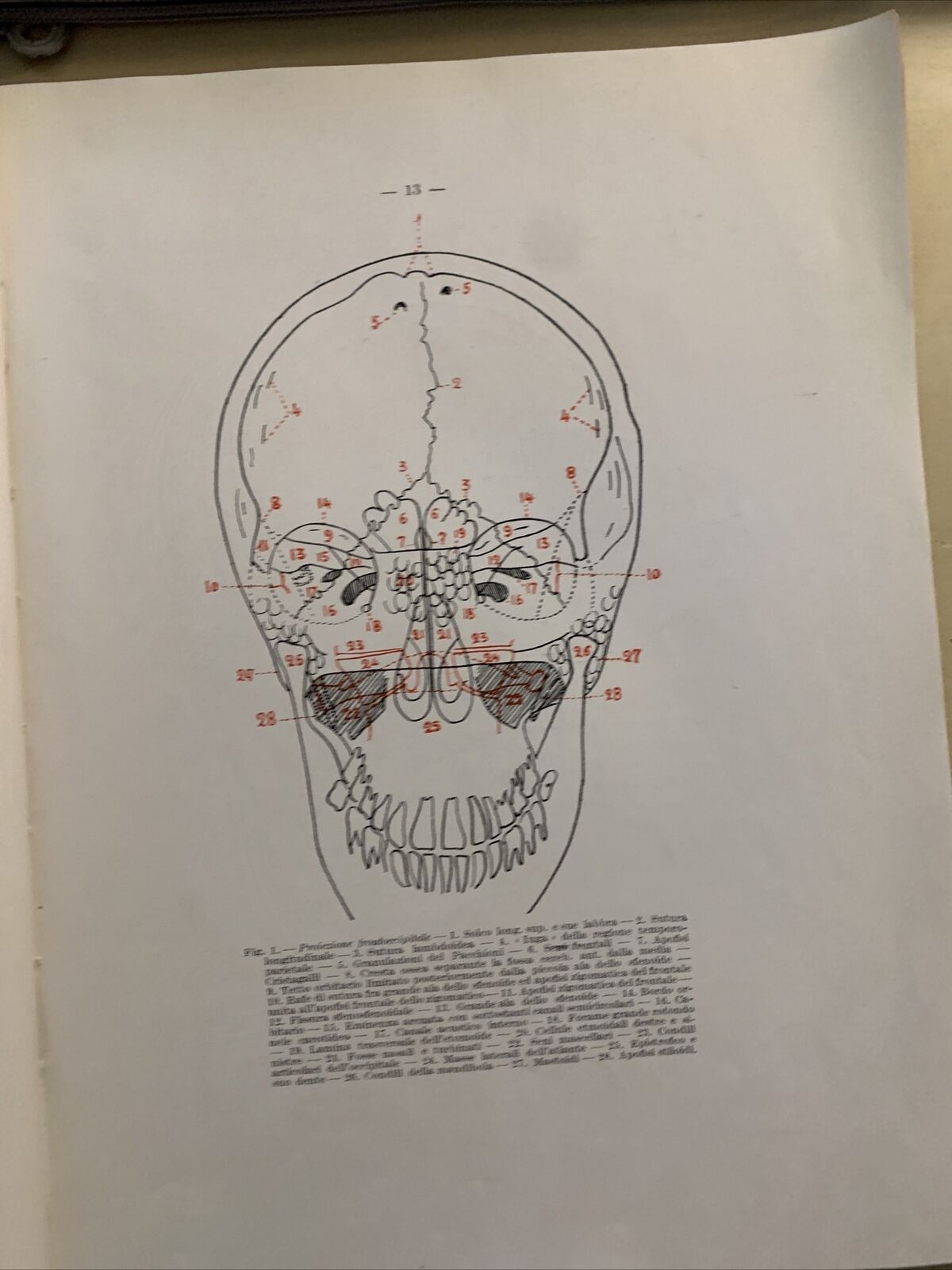 ANATOMIA RADIOGRAFICA DEL CRANIO - UMBERTO NUVOLI. 1939